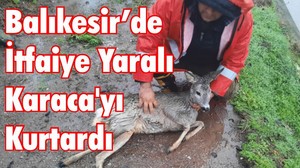 Balıkesir’de İtfaiye Yaralı Karaca'yı Kurtardı