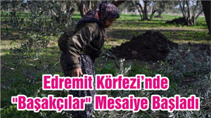 Edremit Körfezi’nde "Başakçılar" Mesaiye Başladı