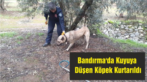 Bandırma'da Kuyuya Düşen Köpek Kurtarıldı