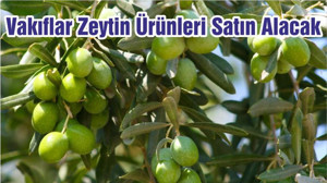 Vakıflar Zeytin Ürünleri Satın Alacak