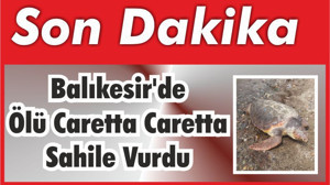 Balıkesir'de Ölü Caretta Caretta Sahile Vurdu