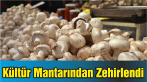 Kültür Mantarından Zehirlendi