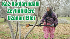 Kaz Dağlarındaki Zeytinliklere Uzanan Eller