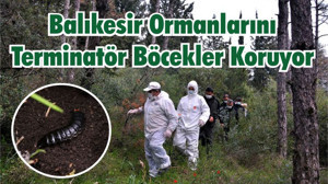 Balıkesir Ormanlarını Terminatör Böcekler Koruyor