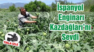 İspanyol Enginarı Kazdağları’nı Sevdi