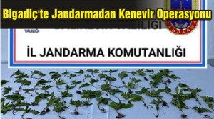 Bigadiç'te Jandarmadan Kenevir Operasyonu