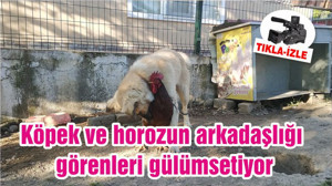 Balıkesir'de Köpek ve horozun arkadaşlığı görenleri gülümsetiyor
