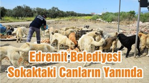 Edremit Belediyesi Sokaktaki Canların Yanında