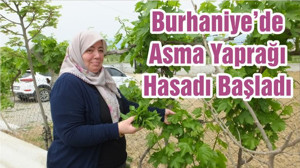 Burhaniye’de Asma Yaprağı Hasadı Başladı