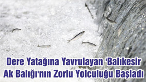 Dere Yatağına Yavrulayan 'Balıkesir Ak Balığı'nın Zorlu Yolculuğu Başladı