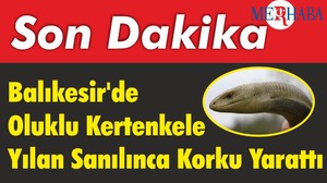 Balıkesir'de Oluklu Kertenkele Yılan Sanılınca Korku Yarattı