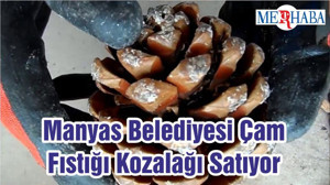 Manyas Belediyesi Çam Fıstığı Kozalağı Satıyor