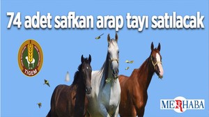 74 Adet Safkan Arap Tayı Satılacak