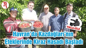 Havran’da Kazdağları’nın Eteklerinde Kiraz Hasadı Başladı