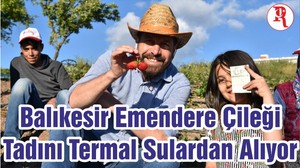 Balıkesir Emendere Çileği Tadını Termal Sulardan Alıyor