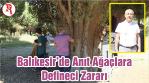 Balıkesir’de Anıt Ağaçlara Defineci Zararı