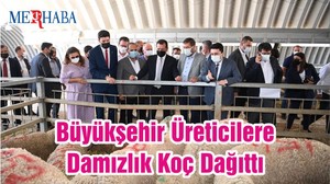 Büyükşehir Üreticilere Damızlık Koç Dağıttı