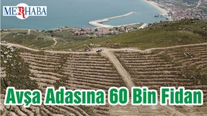 Avşa Adasına 60 Bin Fidan