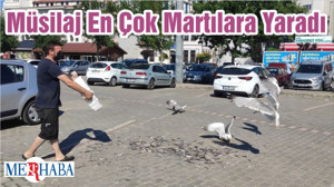 Müsilaj En Çok Martılara Yaradı