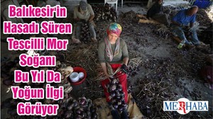 Balıkesir'in Hasadı Süren Tescilli Mor Soğanı Bu Yıl Da Yoğun İlgi Görüyor