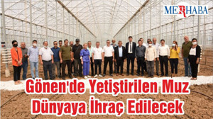Gönen'de Yetiştirilen Muz Dünyaya İhraç Edilecek