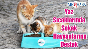Yaz Sıcaklarında Sokak Hayvanlarına Destek