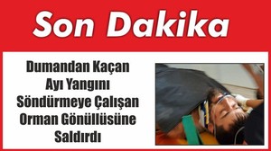 Dumandan Kaçan Ayı Yangını Söndürmeye Çalışan Orman Gönüllüsüne Saldırdı