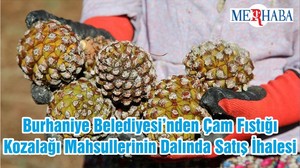 Burhaniye Belediyesi’nden Çam Fıstığı Kozalağı Mahsullerinin Dalında Satış İhalesi