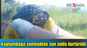 Kaplumbağa yanmaktan son anda kurtarıldı