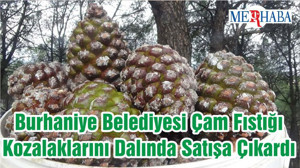 Burhaniye Belediyesi Çam Fıstığı Kozalaklarını Dalında Satışa Çıkardı