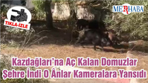 Kazdağları’na Aç Kalan Domuzlar Şehre İndi O Ânlar Kameralara Yansıdı