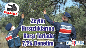 Zeytin Hırsızlıklarına Karşı Tarlada 7/24 Denetim