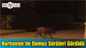 Burhaniye’de Domuz Sürüleri Görüldü