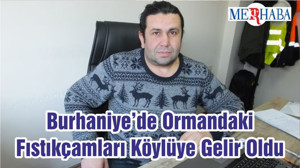 Burhaniye’de Ormandaki Fıstıkçamları Köylüye Gelir Oldu