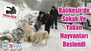 Balıkesir'de Sokak Ve Yaban Hayvanları Beslendi