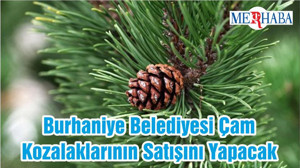 Burhaniye Belediyesi Çam Kozalaklarının Satışını Yapacak