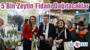 5 Bin Zeytin Fidanı Dağıtacaklar