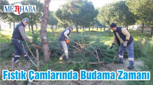 Fıstık Çamlarında Budama Zamanı