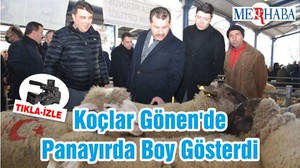 Koçlar Gönen'de Panayırda Boy Gösterdi