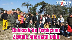 Balıkesir’de Fıstıkçamı Zeytine Alternatif Oldu