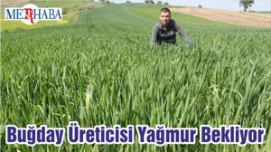 Buğday Üreticisi Yağmur Bekliyor