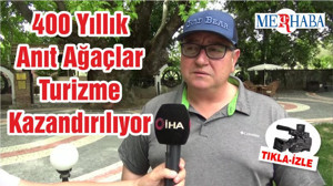 400 Yıllık Anıt Ağaçlar Turizme Kazandırılıyor