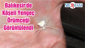 Balıkesir'de Köşeli Yengeç Örümceği Görüntülendi