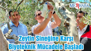 Zeytin Sineğine Karşı Biyoteknik Mücadele Başladı