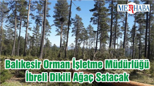 Balıkesir Orman İşletme Müdürlüğü İbreli Dikili Ağaç Satacak