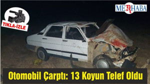 Otomobil Koyun Sürüsüne Çarptı: 13 Koyun Telef Oldu