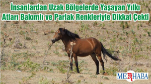 İnsanlardan Uzak Bölgelerde Yaşayan Yılkı Atları Bakımlı ve Parlak Renkleriyle Dikkat Çekti