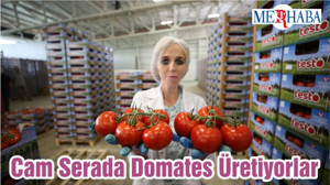 Cam Serada Domates Üretiyorlar