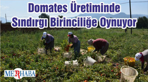 Domates Üretiminde Sındırgı Birinciliğe Oynuyor