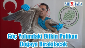 Göç Yolundaki Bitkin Pelikan Doğaya Bırakılacak